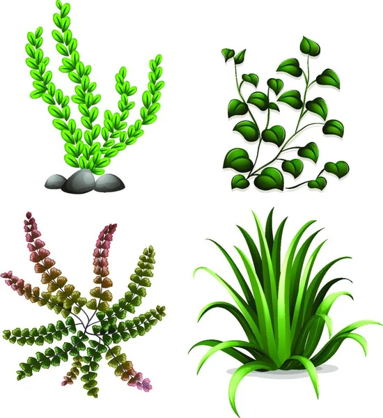 Ilustração Vetorial Plantas Verdes — Vetor de Stock