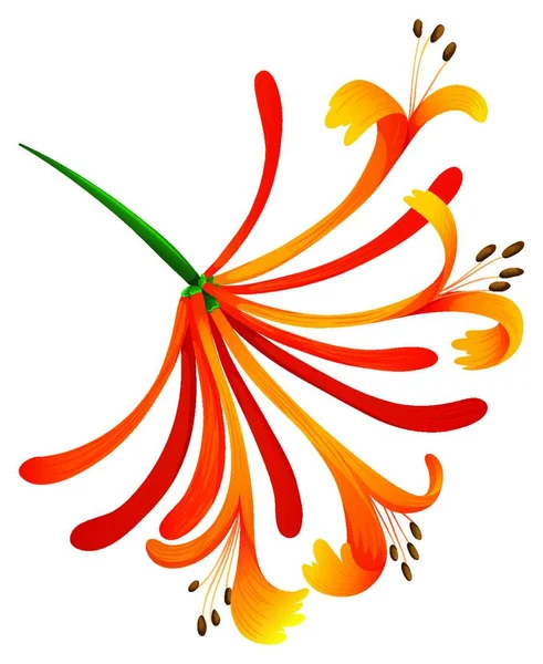 Mandarin Honeysuckle Διανυσματική Απεικόνιση — Διανυσματικό Αρχείο