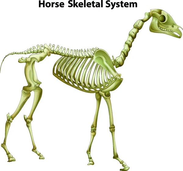 Vectorillustratie Van Het Paardenskeletsysteem — Stockvector