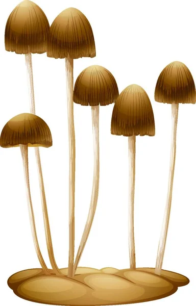 Psilocybe Mexicana Mushrooms Vector Illustration — Stock Vector