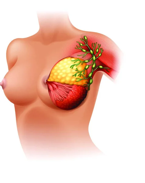 Breast Anatomy Vector Illustration — Stock Vector