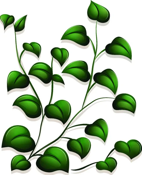Zelené Listy Vektorové Ilustrace — Stockový vektor