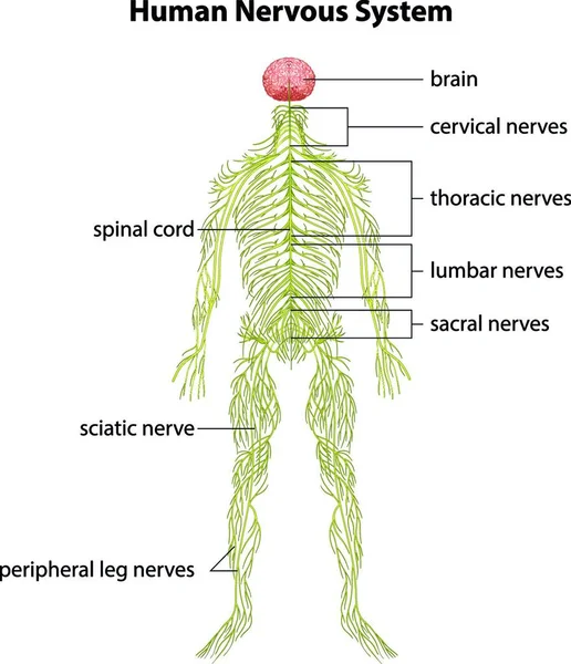 Illustration Människans Nervsystem — Stock vektor
