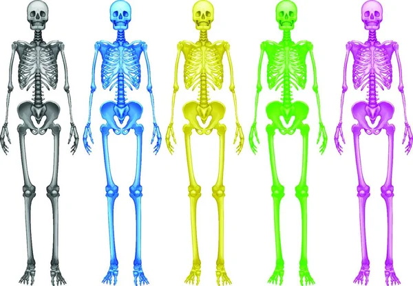 Coloured Skeletons Vector Illustration — Stock Vector