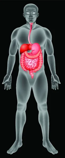 Sistema Digestivo Ilustración Simple Del Icono Tela — Archivo Imágenes Vectoriales