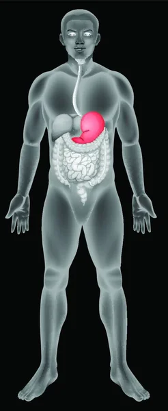 胃消化器系ベクトル図 — ストックベクタ