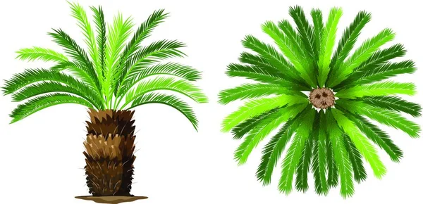Sogo Palm Vector Illustration — Stock Vector