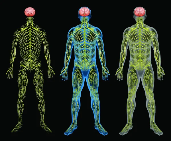 Векторная Иллюстрация Нервной Системы — стоковый вектор
