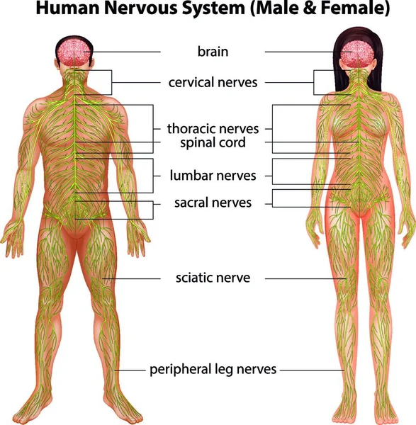 Ilustração Sistema Nervoso Humano — Vetor de Stock