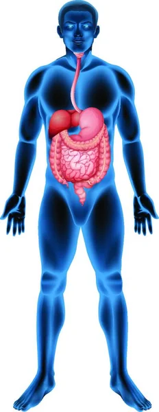 Illustrazione Del Sistema Digestivo Umano — Vettoriale Stock