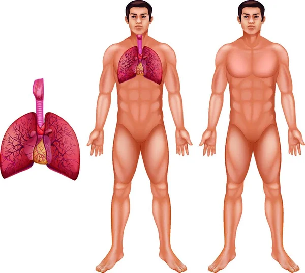 Illustrazione Del Sistema Respiratorio Umano — Vettoriale Stock