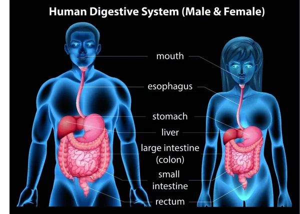 Ilustración Del Sistema Digestivo Humano — Archivo Imágenes Vectoriales