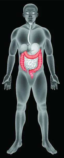 大腸のベクターイラスト — ストックベクタ
