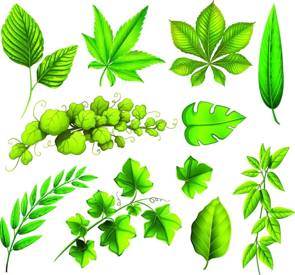 Different Leaves Beautiful Vector Illustration — Stock Vector