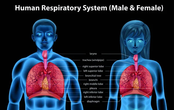 Ілюстрація Дихальної Системи Людини — стоковий вектор