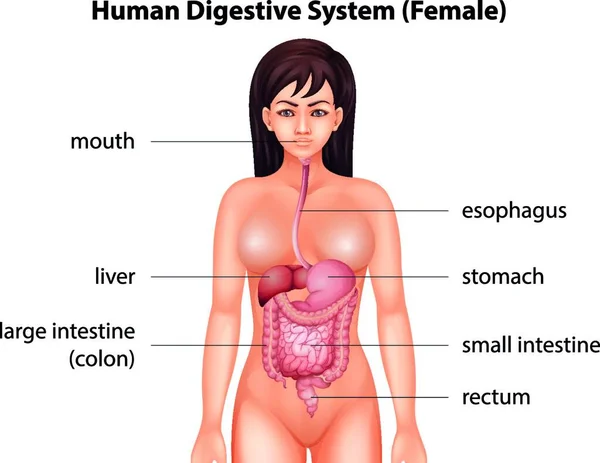 Ilustración Del Sistema Digestivo Humano — Vector de stock