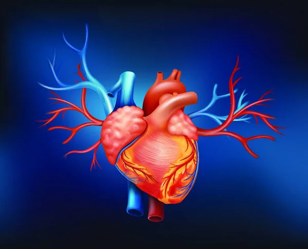 Mänsklig Hjärta Vektor Illustration — Stock vektor
