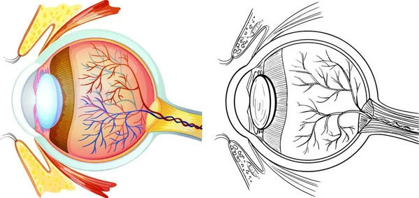 目の解剖学のベクトル イラスト — ストックベクタ