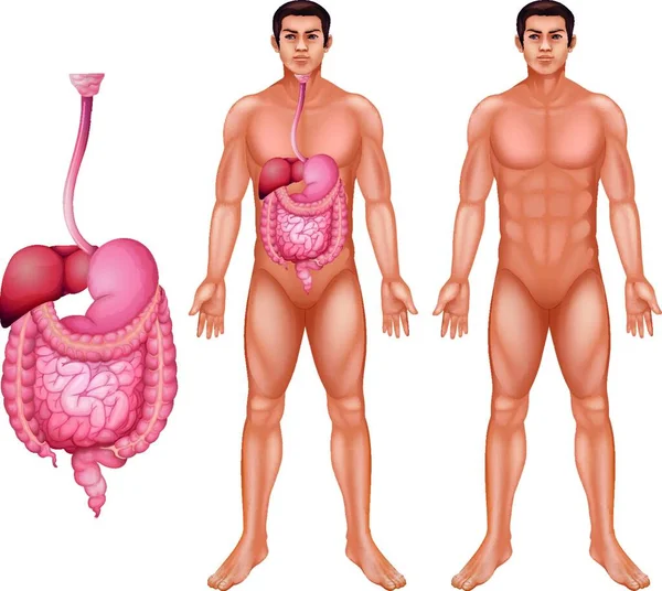 Иллюстрация Пищеварительной Системы Человека — стоковый вектор