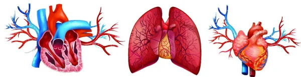 Anatomie Lidského Srdce Vektorová Ilustrace — Stockový vektor
