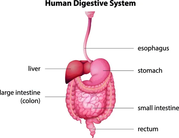 Иллюстрация Пищеварительной Системы Человека — стоковый вектор