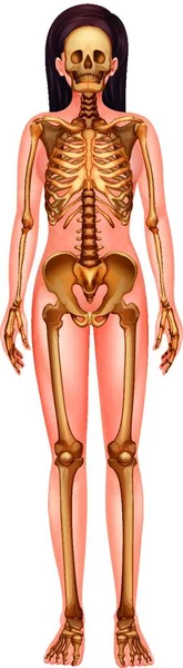 人类骨骼系统图解 — 图库矢量图片