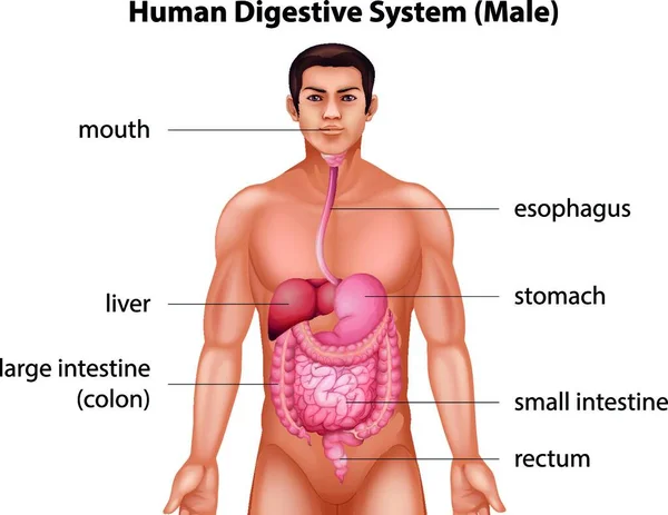 Illustration Système Digestif Humain — Image vectorielle