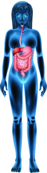 Ilustração Vetorial Anatomia Sistema Digestivo Feminino —  Vetores de Stock