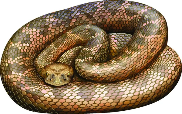 Serpiente Cascabel Animal Vector Ilustración — Vector de stock