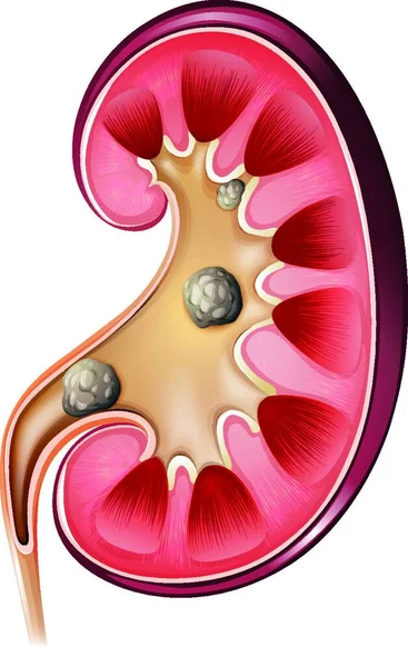 腎臓解剖図ベクトル図 — ストックベクタ