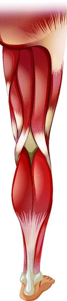 Ilustración Del Vector Anatomía Muscular Pierna — Vector de stock