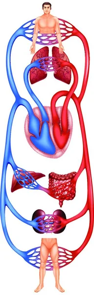 Illustration Vecteur Sanguin Circulation — Image vectorielle