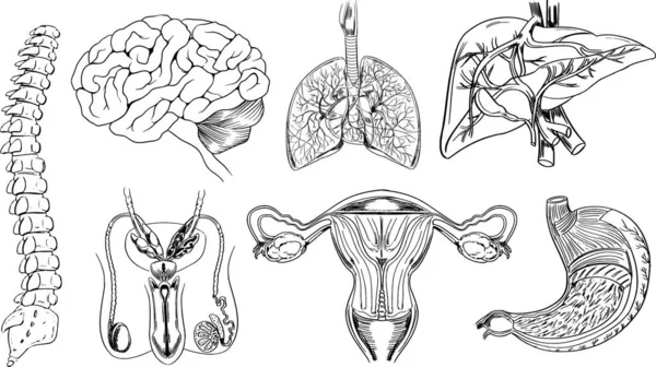 Menselijke Organen Set Vector Illustratie — Stockvector
