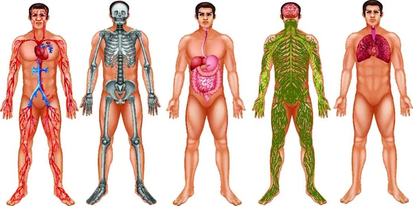 Illustration Vectorielle Des Systèmes Corporels — Image vectorielle