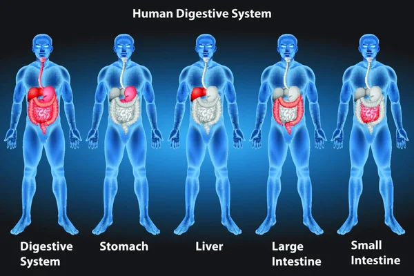Ilustración Del Vector Del Sistema Digestivo — Vector de stock