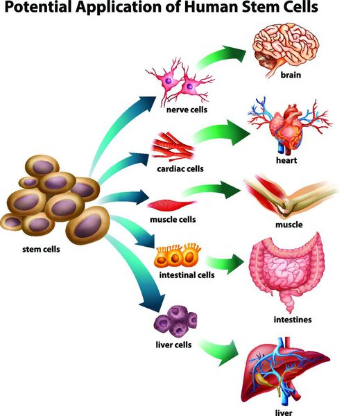 Stem cell application vector illustration