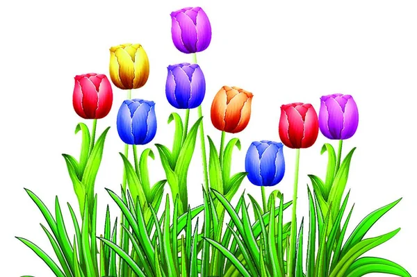 Tulips Beautiful Vector Illustration — Stock Vector