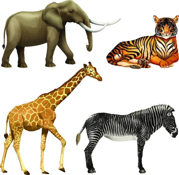 Śmieszne Zwierzęta Kolorowe Ilustracje — Wektor stockowy