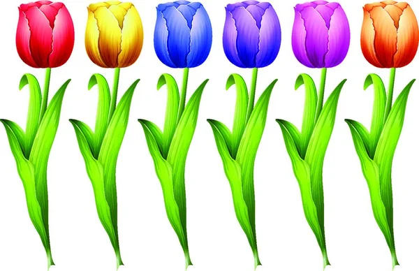 Ilustrace Tulipánů Koncept Flóry — Stockový vektor