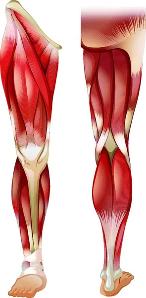 Vektorgrafik Der Beinmuskulatur — Stockvektor