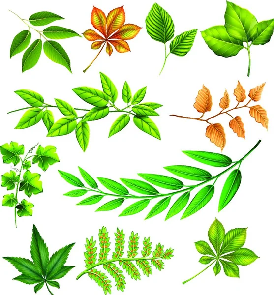 Different Leaves Vector Illustration Simple Design — Stock Vector