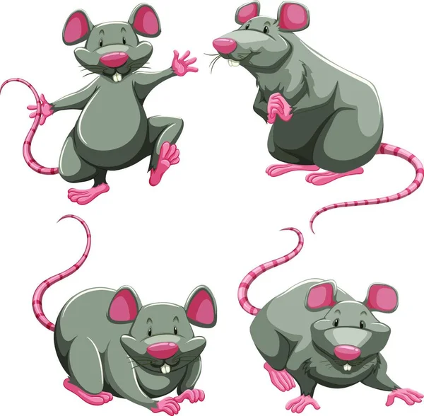 Gray Rat Different Poses — Stock Vector