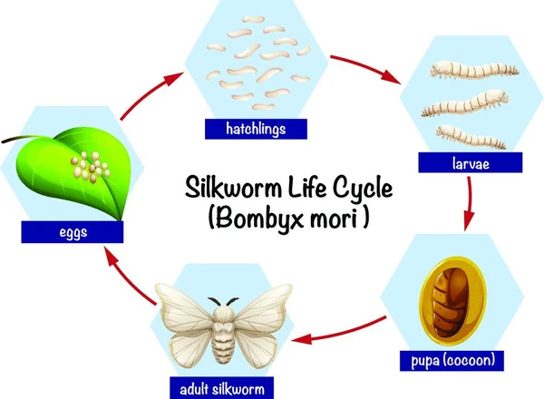 科学蚕的生命周期 — 图库矢量图片