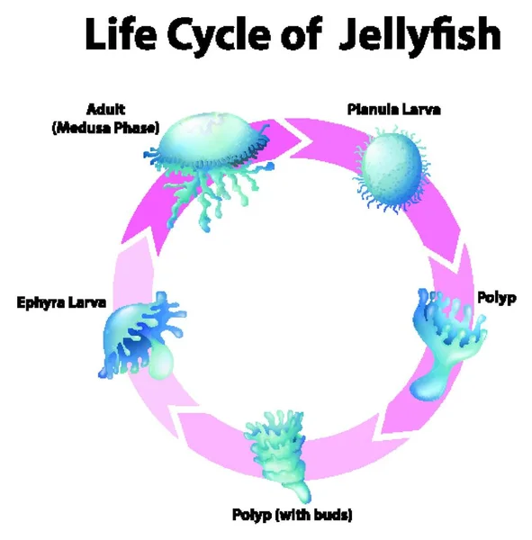 Diagram Showing Life Cycle Jellyfish — Stock Vector