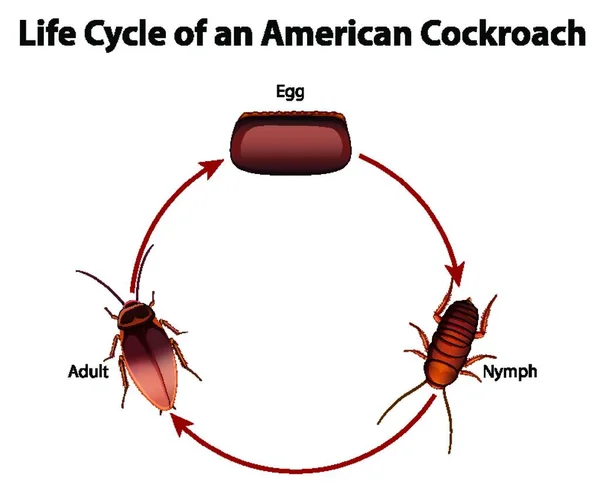 Diagram Showing Life Cycle Cockroach — Stock Vector