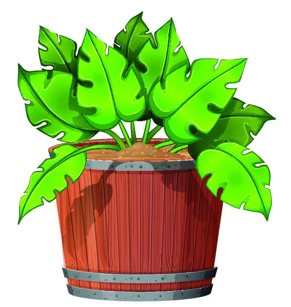 Planta Isolada Vaso —  Vetores de Stock