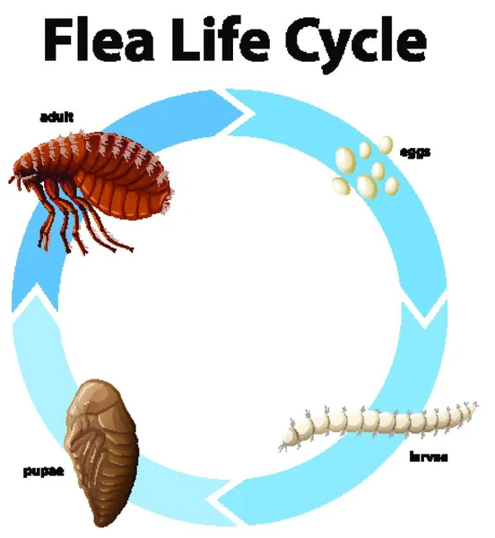 Diagram Showing Life Cycle Flea — Stock Vector