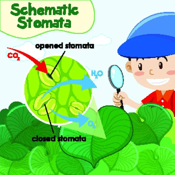 Diagram Showing Schematic Stomata Boy Garden — Stock Vector