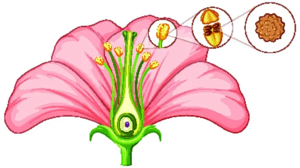 花の一部を示す図 — ストックベクタ