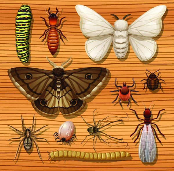 Set Diferentes Insectos Sobre Fondo Pantalla Madera — Vector de stock